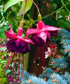 Voodoo Fuchsia Live Plant – Exotic Flowering Ornamental – 6