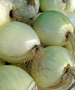 Walla Walla Onion Seeds - 80 Sweet, Mild Onion Seeds for Gardening - Image 2
