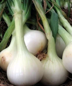 Walla Walla Onion Seeds - 80 Sweet, Mild Onion Seeds for Gardening - Image 3