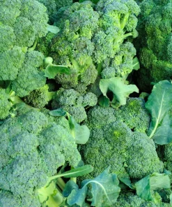 Waltham 29 Broccoli Seeds - 1000 Count Vegetable Seeds for Home Gardens - Image 2