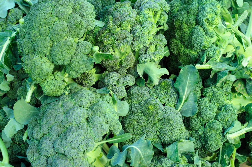 Waltham 29 Broccoli Seeds - 1000 Count Vegetable Seeds for Home Gardens - Image 2