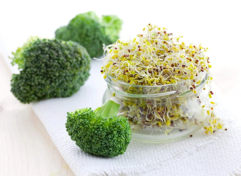 Waltham 29 Broccoli Seeds - 1000 Count Vegetable Seeds for Home Gardens - Image 5