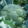Waltham 29 Broccoli Seeds - 1000 Count Vegetable Seeds for Home Gardens - Image 1