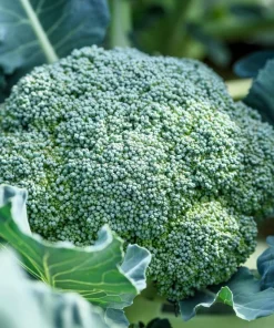 Waltham 29 Broccoli Seeds - 1000 Count Vegetable Seeds for Home Gardens - Image 1