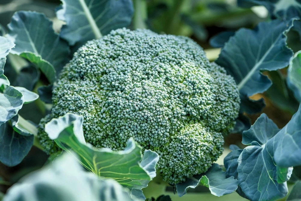 Waltham 29 Broccoli Seeds - 1000 Count Vegetable Seeds for Home Gardens - Image 1