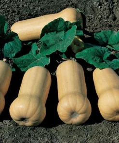 Waltham Butternut Squash Seeds - 60 Count Vegetable Seeds for Home Garden - Image 2