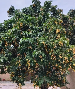 Wampee Tree Live Plant (Clausena lansium) - 4