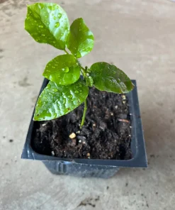 Wampee Tree Live Plant (Clausena lansium) - 4