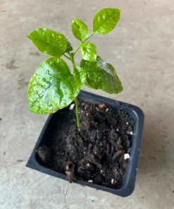 Wampee Tree Live Plant (Clausena lansium) - 4
