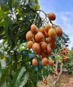 Wampee Tree Live Plant (Clausena lansium) - 4