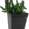 Watch Chain Crassula Plant - Crassula Muscosa Live Succulent - 2.5" Pot - Image 1