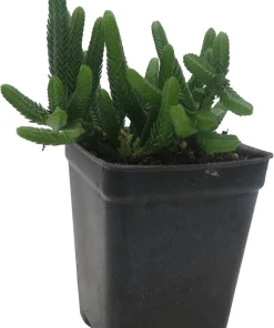 Watch Chain Crassula Plant - Crassula Muscosa Live Succulent - 2.5