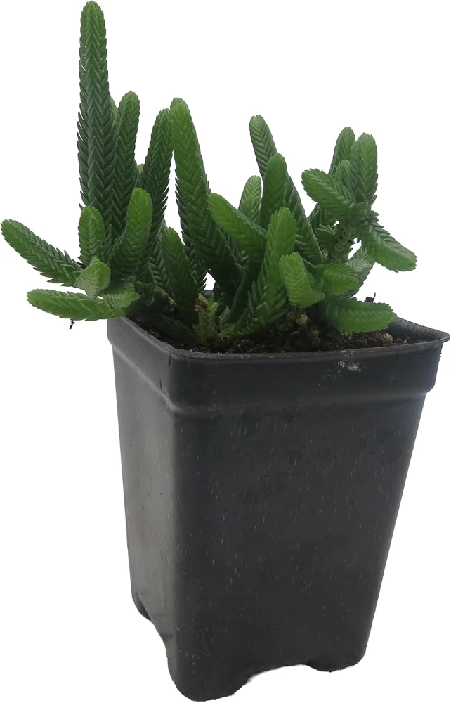Watch Chain Crassula Plant - Crassula Muscosa Live Succulent - 2.5" Pot - Image 1