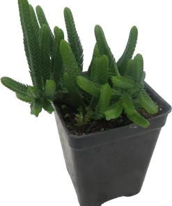 Watch Chain Crassula Plant - Crassula Muscosa Live Succulent - 2.5