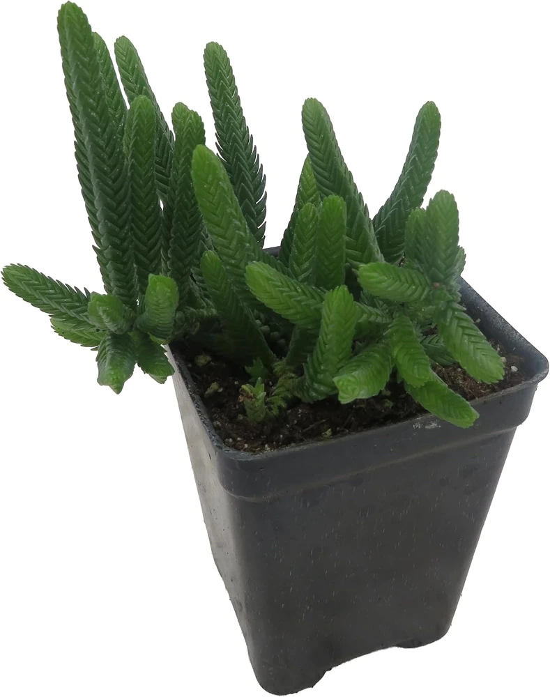 Watch Chain Crassula Plant - Crassula Muscosa Live Succulent - 2.5" Pot - Image 2
