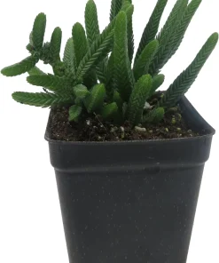 Watch Chain Crassula Plant - Crassula Muscosa Live Succulent - 2.5