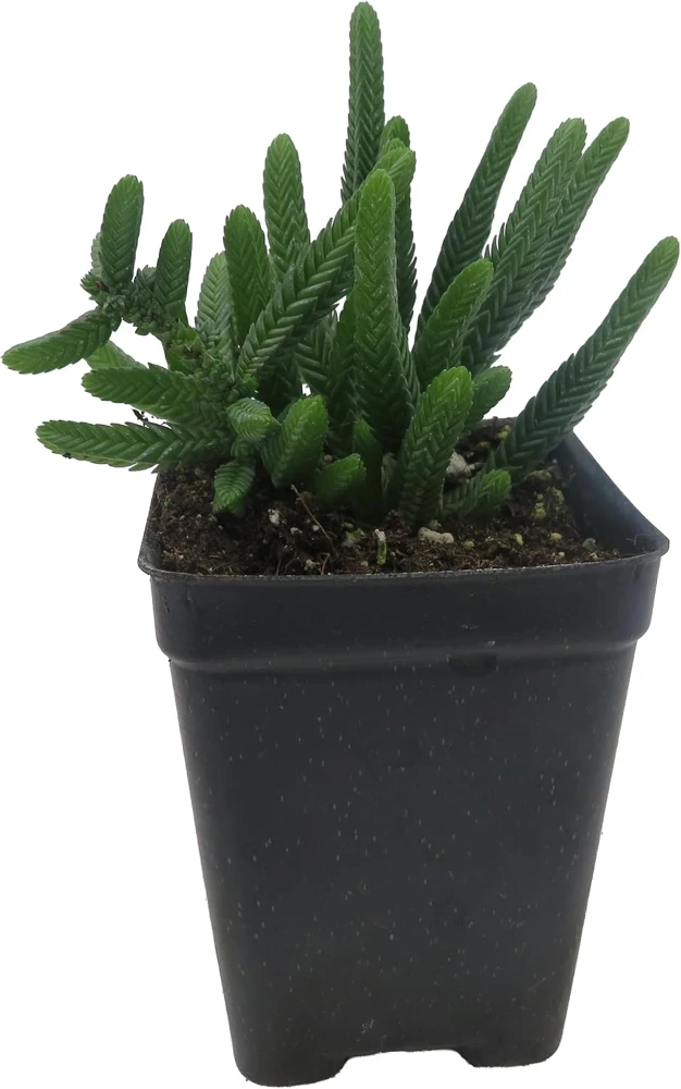 Watch Chain Crassula Plant - Crassula Muscosa Live Succulent - 2.5" Pot - Image 3