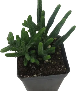 Watch Chain Crassula Plant - Crassula Muscosa Live Succulent - 2.5