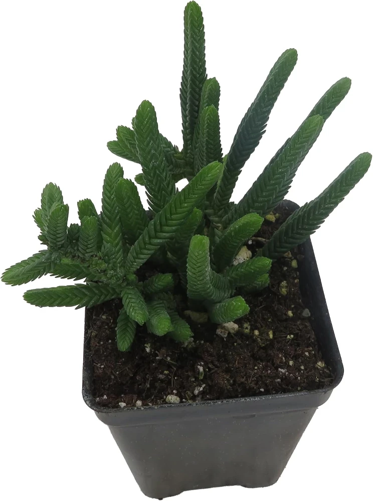 Watch Chain Crassula Plant - Crassula Muscosa Live Succulent - 2.5" Pot - Image 4