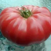 Watermelon Beefsteak Tomato Seeds - Heirloom Pink, 25 Seeds, Up to 2 lbs - Image 1