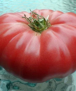Watermelon Beefsteak Tomato Seeds - Heirloom Pink, 25 Seeds, Up to 2 lbs - Image 1
