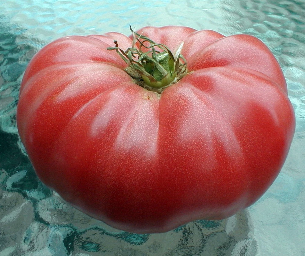 Watermelon Beefsteak Tomato Seeds - Heirloom Pink, 25 Seeds, Up to 2 lbs - Image 1