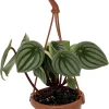 Watermelon Peperomia Live Plant - 4" Mini Hanging Basket, Indoor - Image 1
