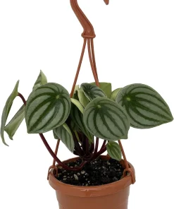 Watermelon Peperomia Live Plant - 4" Mini Hanging Basket, Indoor - Image 1