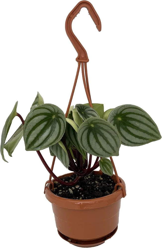 Watermelon Peperomia Live Plant - 4" Mini Hanging Basket, Indoor - Image 1