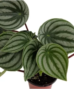 Watermelon Peperomia Live Plant - Peperomia argyreia - 2 inch Pot - Indoor Houseplant - Image 2