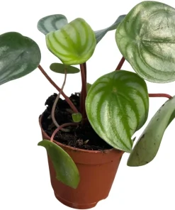Watermelon Peperomia Live Plant - Peperomia argyreia - 2 inch Pot - Indoor Houseplant - Image 3