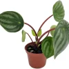 Watermelon Peperomia Live Plant - Peperomia argyreia - 2 inch Pot - Indoor Houseplant - Image 1
