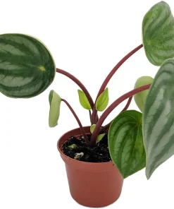 Watermelon Peperomia Live Plant - Peperomia argyreia - 2 inch Pot - Indoor Houseplant - Image 1
