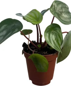 Watermelon Peperomia Live Plant - Peperomia argyreia - 2 inch Pot - Indoor Houseplant - Image 4