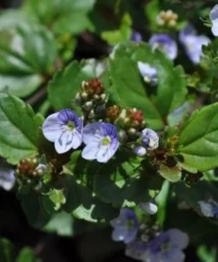 Waterperry Blue Veronica Creeping Speedwell Live Plant - Quart Pot - Outdoor Groundcover - Image 2