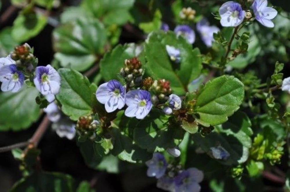 Waterperry Blue Veronica Creeping Speedwell Live Plant - Quart Pot - Outdoor Groundcover - Image 2