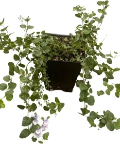 Waterperry Blue Veronica Creeping Speedwell Live Plant - Quart Pot - Outdoor Groundcover - Image 3