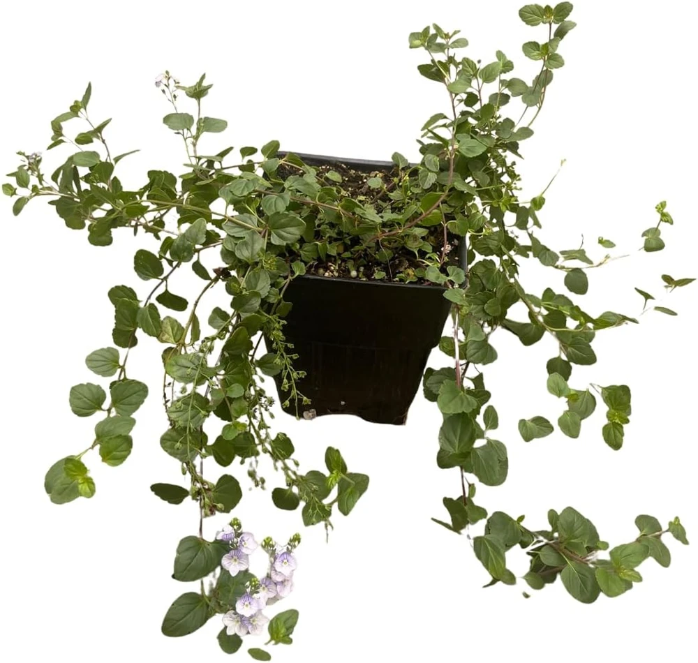 Waterperry Blue Veronica Creeping Speedwell Live Plant - Quart Pot - Outdoor Groundcover - Image 3