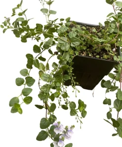Waterperry Blue Veronica Creeping Speedwell Live Plant - Quart Pot - Outdoor Groundcover - Image 4