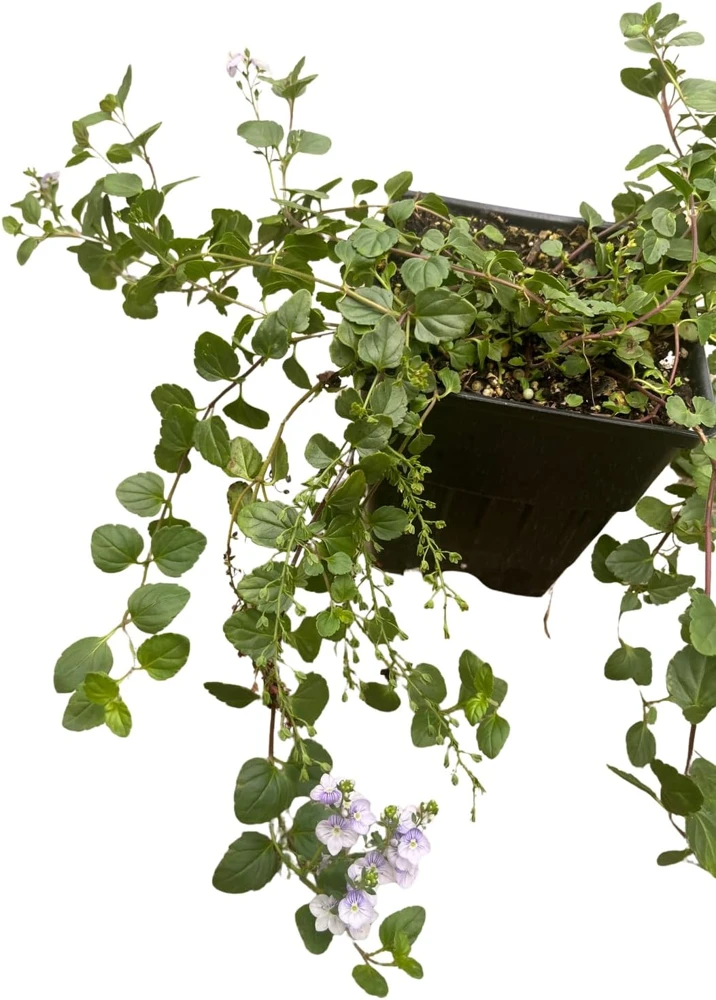 Waterperry Blue Veronica Creeping Speedwell Live Plant - Quart Pot - Outdoor Groundcover - Image 4