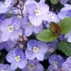 Waterperry Blue Veronica Creeping Speedwell Live Plant - Quart Pot - Outdoor Groundcover - Image 1
