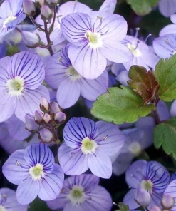 Waterperry Blue Veronica Creeping Speedwell Live Plant - Quart Pot - Outdoor Groundcover - Image 1