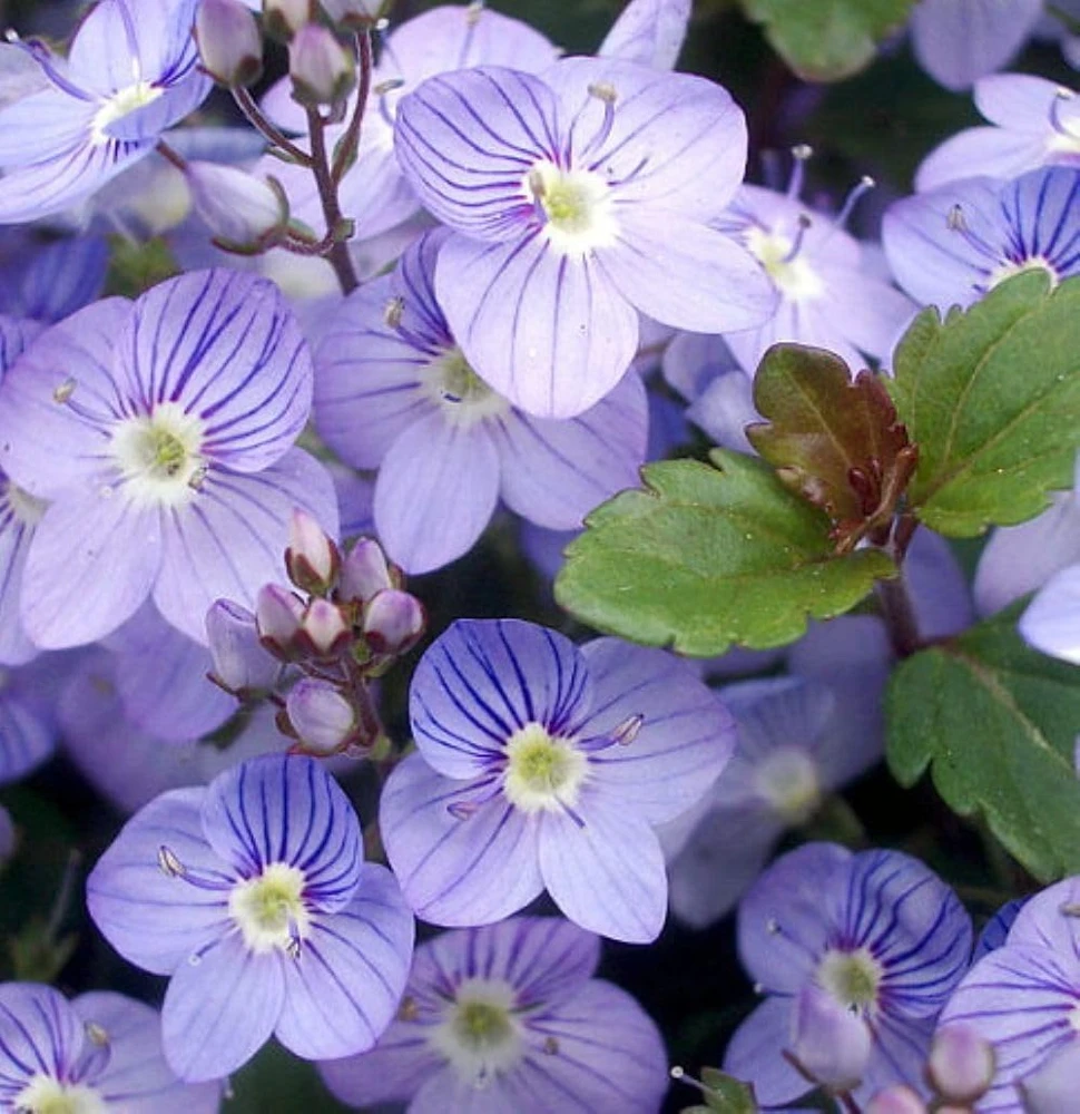 Waterperry Blue Veronica Creeping Speedwell Live Plant - Quart Pot - Outdoor Groundcover - Image 1
