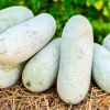 Wax Gourd Seeds - Winter Melon Vegetable Seeds (20 Count) - Benincasa Hispida - Image 1