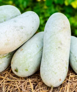Wax Gourd Seeds - Winter Melon Vegetable Seeds (20 Count) - Benincasa Hispida - Image 1