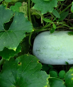 Wax Gourd Seeds - Winter Melon Vegetable Seeds (20 Count) - Benincasa Hispida - Image 2