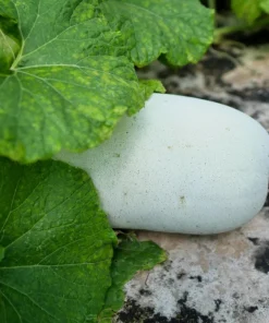 Wax Gourd Seeds - Winter Melon Vegetable Seeds (20 Count) - Benincasa Hispida - Image 3
