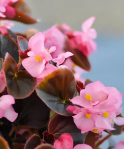Wax Mixed Begonia Seeds - 25 Pelleted Seeds, Mixed Colors, Shade-Loving Annual - Image 10