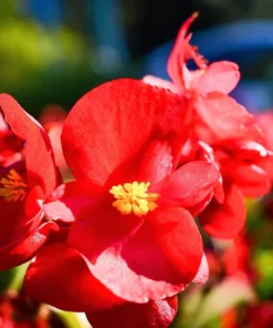 Wax Mixed Begonia Seeds - 25 Pelleted Seeds, Mixed Colors, Shade-Loving Annual - Image 11