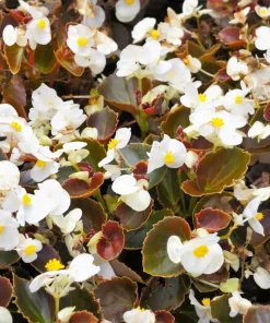 Wax Mixed Begonia Seeds - 25 Pelleted Seeds, Mixed Colors, Shade-Loving Annual - Image 12